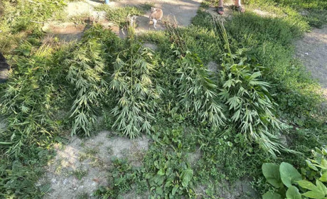 В Смілі жінка вирощувала на городі коноплю: що їй загрожує