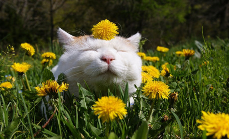 Наталка Діденко: "Ще трохи - й весна вибухне зеленими листочками і ніжними сонячними кольорами"