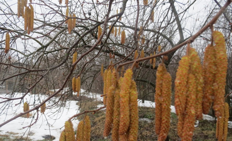 Низянська левада