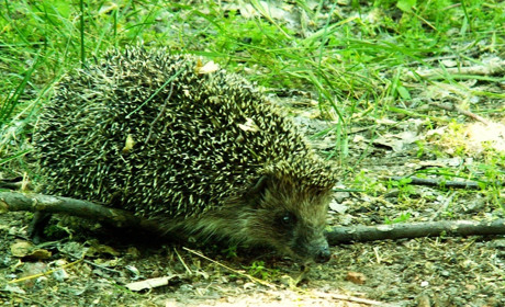 Здравствуй, ёж - наш дальний родственник!