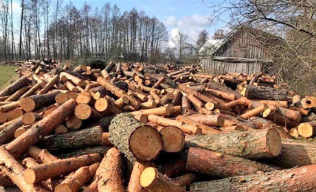 Майже 200 кубометрів деревини без документів знайшли у жителя села Сопачів