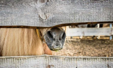 У селі Усатове поліція розслідує жорстоке поводження з конем: що кажуть жителі