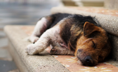 У Славуті закликають проявити відповідальність про безпритульних тварин, які мешкають поруч