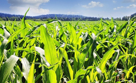 Агротрейд — агромагазин, де вигідно купити агротовари онлайн із гарантією