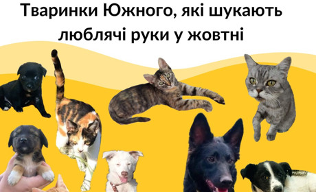 Тваринки Южного, які шукають люблячі руки у жовтні (ФОТО)