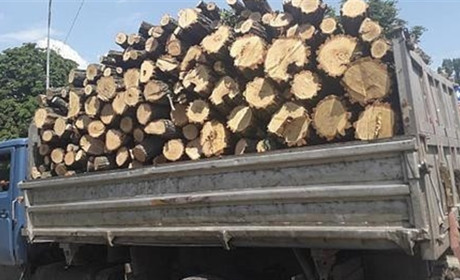 «Купуйте дрова влітку». Чому городоцькі лісники рекомендують завчасно подбати про запас дров