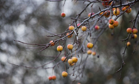 Якої погоди чекати сватівчанам у перші дні грудня: прогноз з 30 листопада по 6 грудня 2020
