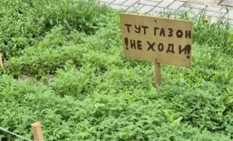 Трава проти спеки: досвід миколаївських школярів, який може знадобитися Первомайську