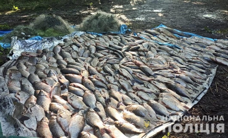 У лимані рибка гарна