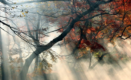 Туманно та хмарно з проясненням: що прогнозують синоптики найближчими днями