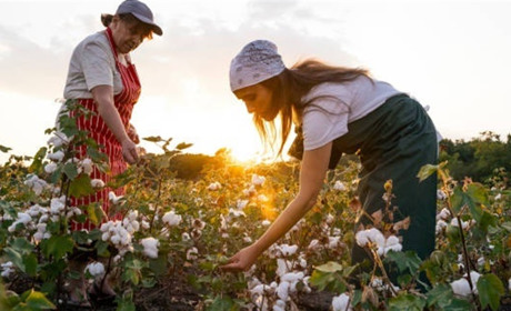 На полях Бессарабії планують вирощувати бавовну. Ця сировина потрібна для виробництва пороху