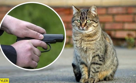 Сьогодні кіт, а завтра – людина. Потенційні насильники – поруч