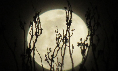 Луна, как блин прошедшей Масленицы: наблюдаем суперлуние