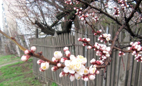 Весну никто не отменял: несмотря на карантин, она пришла в Мелитополь даже раньше срока