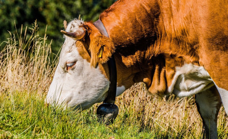 У Рудівці Сватівського району прямо з пасовища вкрали бика вагою півтонни