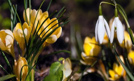 На початку наступного тижня на Сумщині очікуємо нічних заморозків до -3: прогноз погоди