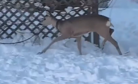 Історія про врятоване життя: люди виходили косулю, яку на Глухівщині збила машина