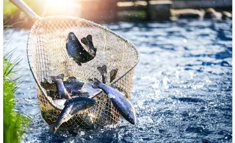 Яка різниця між таксами і штрафами: до уваги рибалок Білопільщини