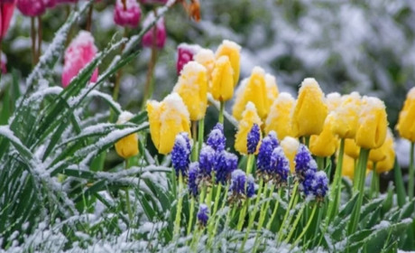 На Сумщину ідуть заморозки: прогноз погоди на 8-10 травня