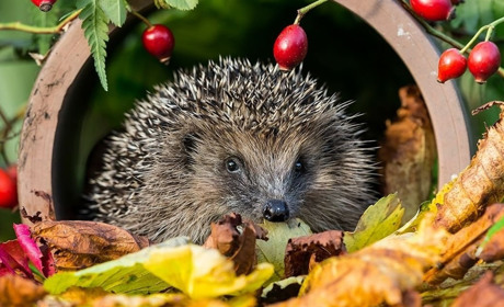 Якої погоди варто чекати в День осіннього рівнодення та в найближчі дні
