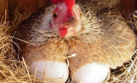 Що потрібно робити, щоб кури взимку неслися