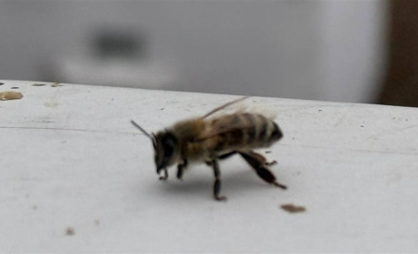 Якщо отруїли бджіл: до кого звертатись пасічникам? У Первомайську оновлять склад профільної комісії