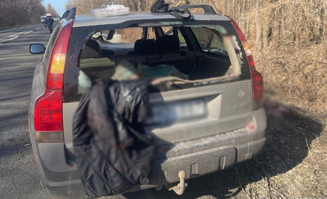 На трасі між Глуховом і Києвом косуля спричинила смертельну аварію: загинула жінка