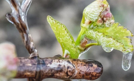 Вночі очікуємо заморозків до мінус п'яти: прогноз погоди від синоптиків Сумщини та України