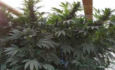 На Херсонщині вирощували марихуану для Криму