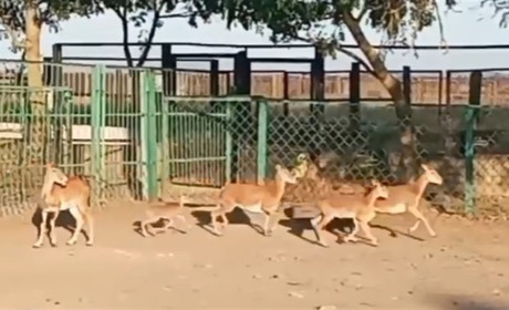 Росіяни можуть вивезти з Асканії-Нової рідкісних тварин