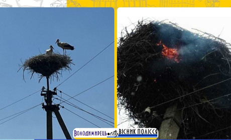 У Полицях згоріло лелече гніздо. Що відомо?