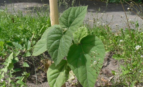 У центрі Білопілля висаджено 80 павловній