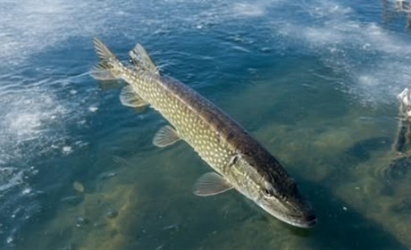 Щука під охороною: на Рівненщині заборонили ловити рибу