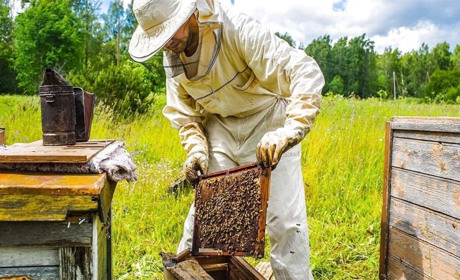 Пасічники Володимиреччини отримають більш як півмільйона гривень державної підтримки