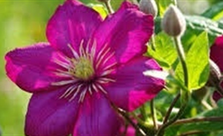 Великолепные клематисы: правила посадки и ухода	