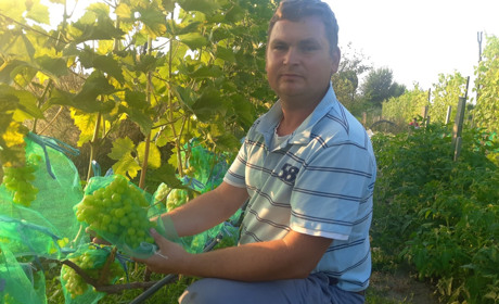 Василь Чугай має сімдесят сортів елітного винограду і врожай на тридцяти кущах. Це його хобі