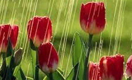 На вихідних на Сумщині дощитиме та очікуються шквали