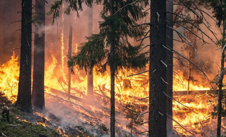 У Сватівському районі прогнозують надзвичайний рівень пожежної небезпеки: що потрібно знати