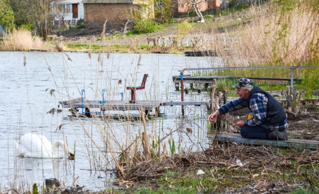 У лебедів з Пасківського ставка, що в Кагарлику, скоро поповнення