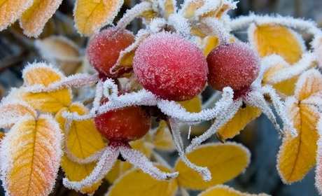 На Луганщині очікуються заморозки: що варто знати сватівчанам
