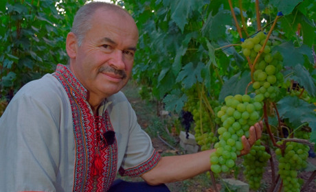 Жмеринчанин Сергій Пойда вирощує 500 сортів винограду: цікавий досвід і поради
