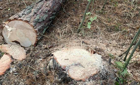 У селі Сопачів піймали шістьох чоловіків, які незаконно спиляли 14 сосен 