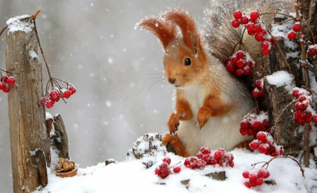 Туман, дощ і до плюс десяти: що прогнозують синоптики найближчими днями