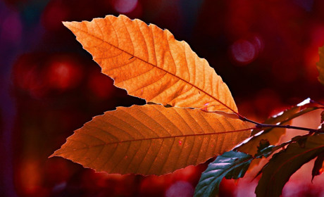 Якою буде погода у Сватовому і районі з 14 по 20 жовтня: Синоптики прогнозують +20 — коли чекати