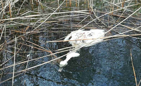 На Херсонщині гинуть птахи