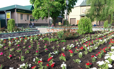 Цифра дня: скільки квітів посадили на квітниках Сватового у травні 2019