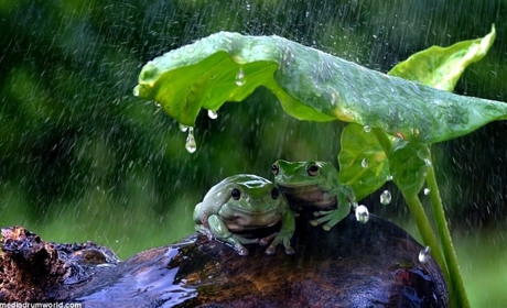 В четвер на Сумщині очікуємо дощ, град і шквали: прогноз синоптиків