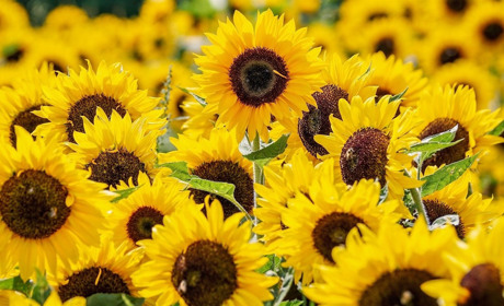 Якої погоди чекати мешканцям Сватівщини у останні дні липня — прогноз з 26 липня по 1 серпня 2021