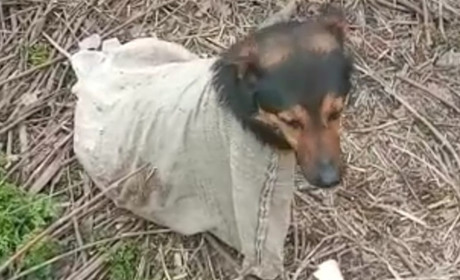 Зав’язали в мішок та викинули біля колії. У Глухові від смерті врятували собаку