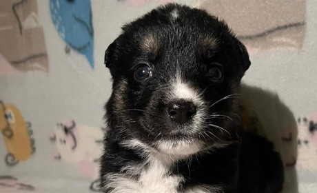 Волонтери Південного збирають кошти для евакуйованих з Херсона цуценят (ФОТО)